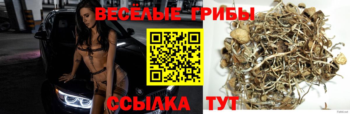Славгород  Галлюциногенные грибы Cubensis  Вход с VPN 